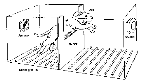 how an experiment is conducted