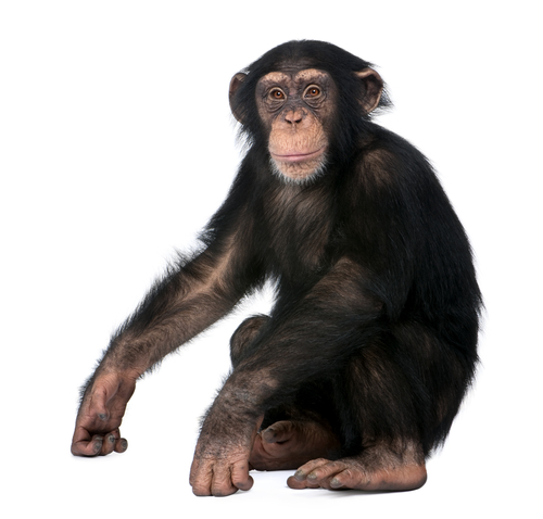 monkey drug trials
