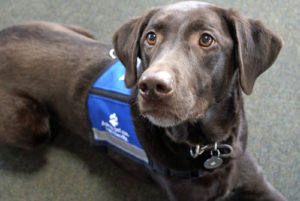 Therapy Dogs Help People Cope with Anxiety